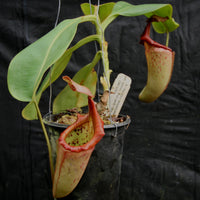 Nepenthes (maxima x campanulata) x veitchii "Pink Candy Cane", CAR-0055