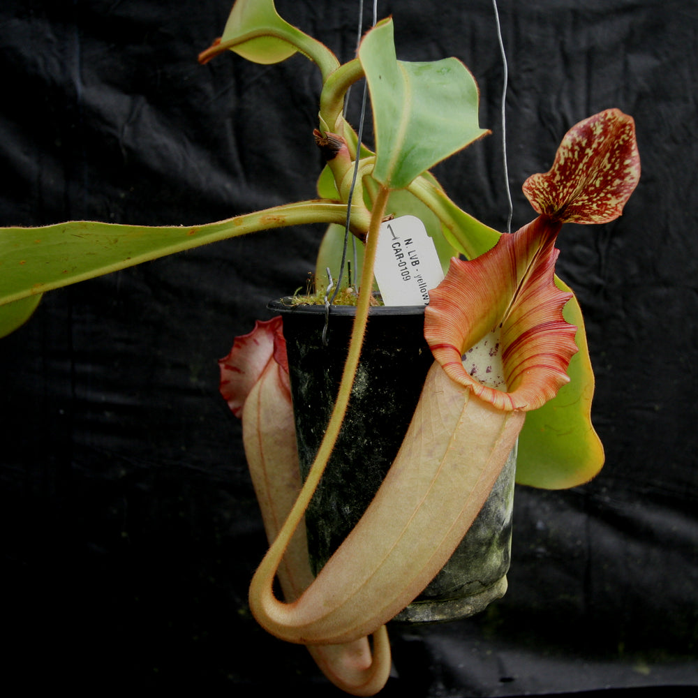 
                      
                        Nepenthes [(lowii x veitchii) x boschiana)] x veitchii "The Wave", CAR-0109
                      
                    