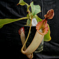 Nepenthes [(lowii x veitchii) x boschiana)] x veitchii "The Wave", CAR-0109
