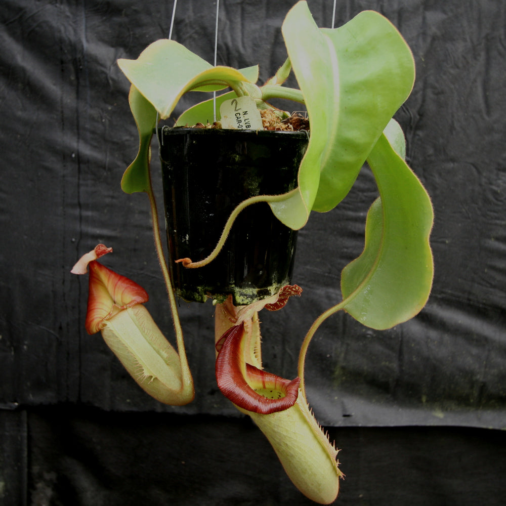 
                      
                        Nepenthes [(lowii x veitchii) x boschiana)] x veitchii "The Wave", CAR-0109
                      
                    