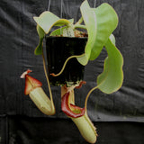 Nepenthes [(lowii x veitchii) x boschiana)] x veitchii "The Wave", CAR-0109