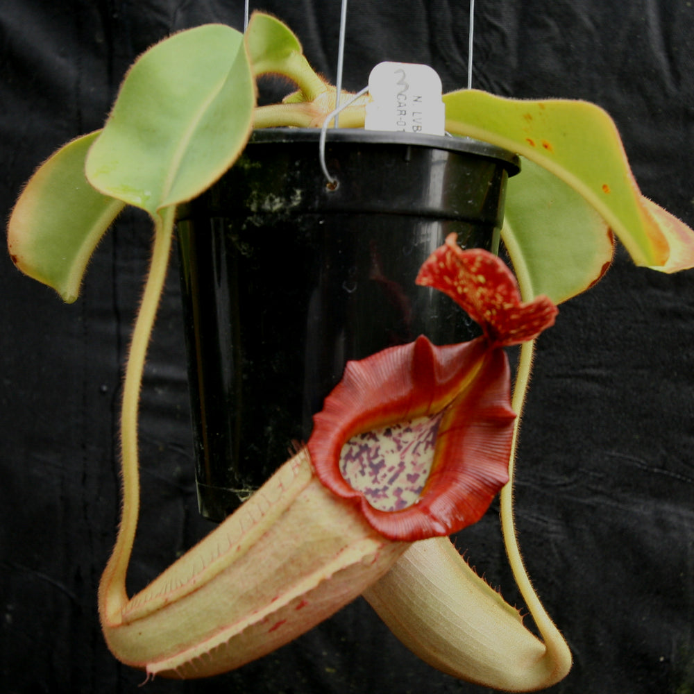 
                      
                        Nepenthes [(lowii x veitchii) x boschiana)] x veitchii "The Wave", CAR-0109
                      
                    