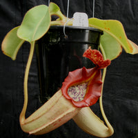 Nepenthes [(lowii x veitchii) x boschiana)] x veitchii "The Wave", CAR-0109