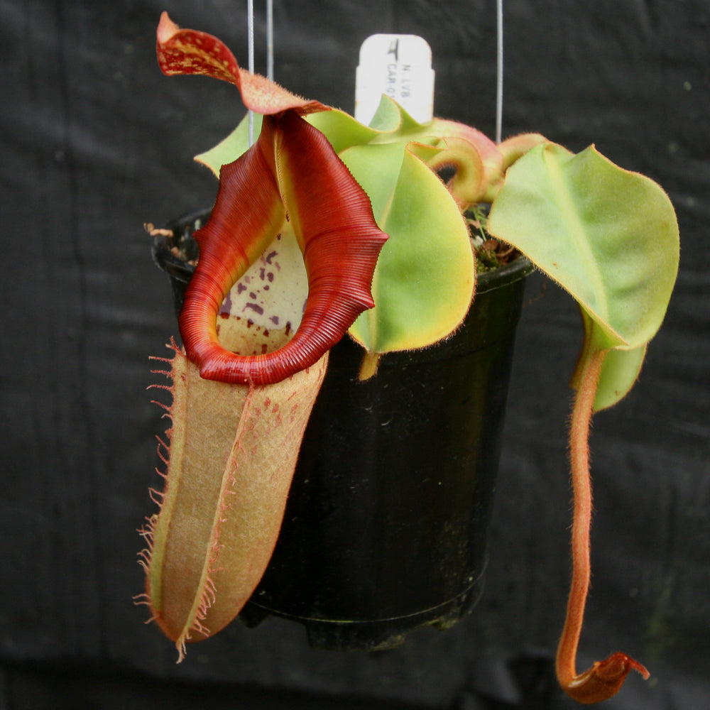 
                      
                        Nepenthes [(lowii x veitchii) x boschiana)] x veitchii "The Wave", CAR-0109
                      
                    