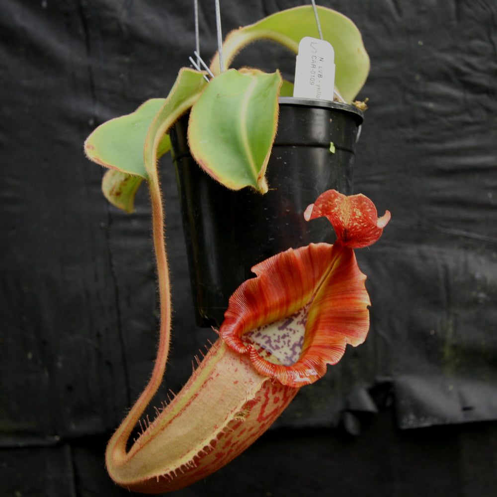 
                      
                        Nepenthes [(lowii x veitchii) x boschiana)] x veitchii "The Wave", CAR-0109
                      
                    