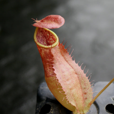 Close-up of a Nepenthes smilesii x bokorensis CAR-0142 pitcher with a red mottled body and lime green peristome