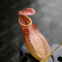 Nepenthes smilesii x bokorensis, CAR-0142