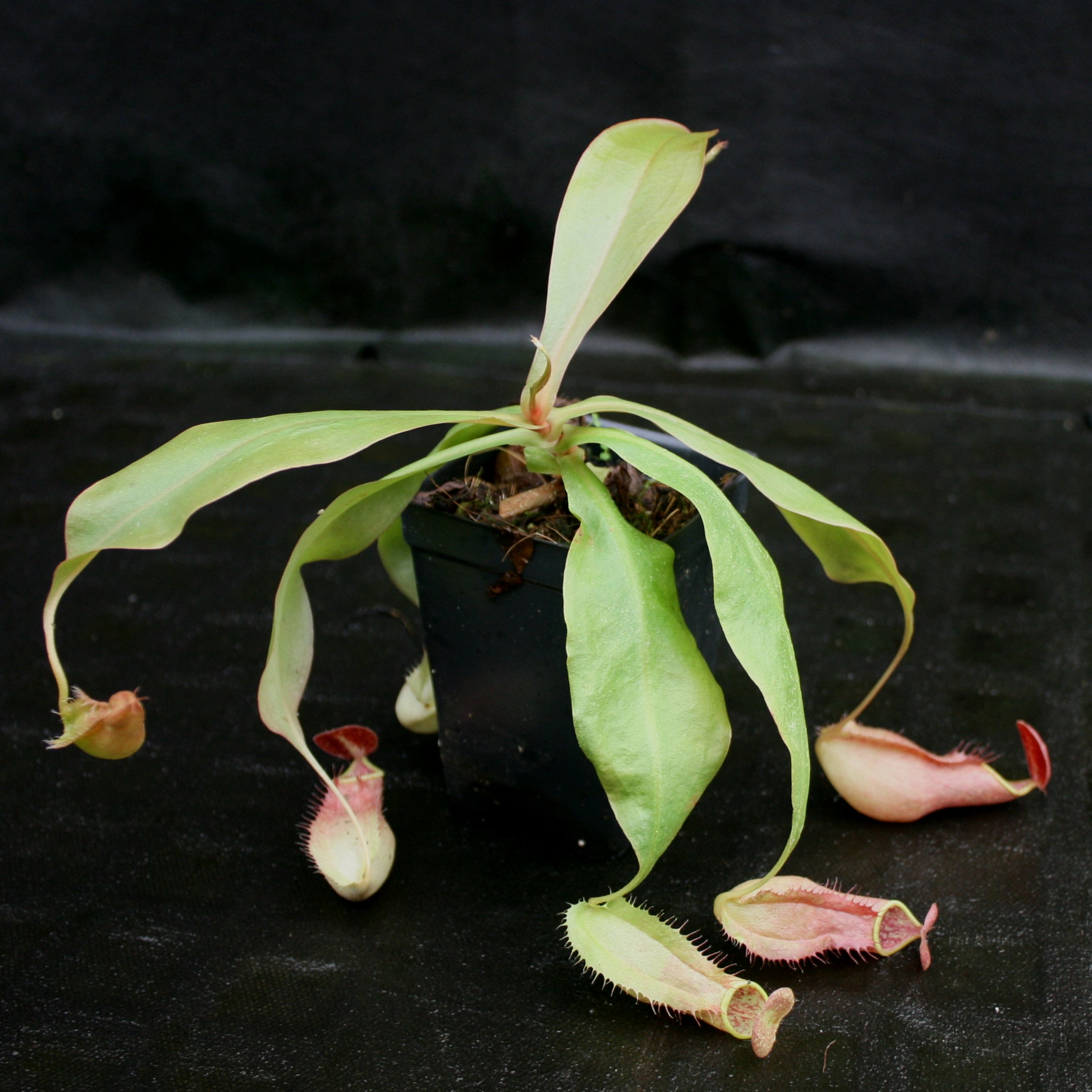 Nepenthes smilesii x bokorensis, CAR-0142 – Carnivero