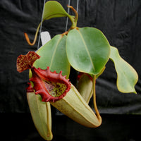 Nepenthes (truncata x campanulata) x veitchii "The Wave", CAR-0063, pitcher plant, carnivorous plant, collectors plant, large pitchers, rare plants