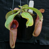 Nepenthes (truncata x campanulata) x veitchii "The Wave", CAR-0063, pitcher plant, carnivorous plant, collectors plant, large pitchers, rare plants