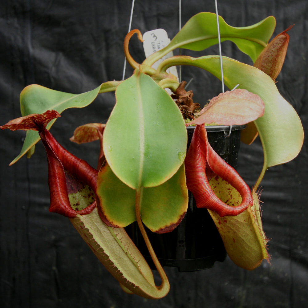 
                      
                        Nepenthes (truncata x campanulata) x veitchii "The Wave", CAR-0063, pitcher plant, carnivorous plant, collectors plant, large pitchers, rare plants
                      
                    