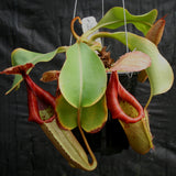 Nepenthes (truncata x campanulata) x veitchii "The Wave", CAR-0063, pitcher plant, carnivorous plant, collectors plant, large pitchers, rare plants