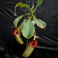 Nepenthes (truncata x campanulata) x veitchii "The Wave", CAR-0063, pitcher plant, carnivorous plant, collectors plant, large pitchers, rare plants