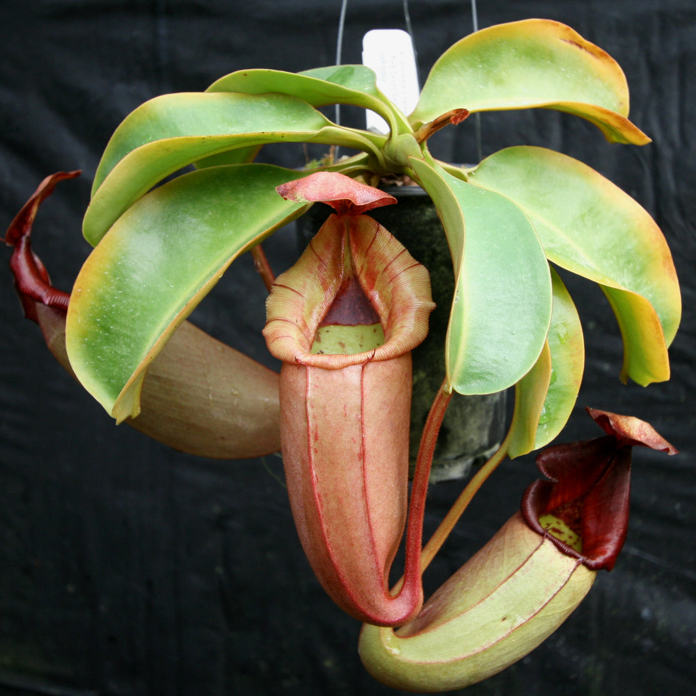 
                      
                        Nepenthes (truncata x campanulata) x veitchii "Pink Candy Cane", CAR-0064
                      
                    