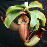 Nepenthes (truncata x campanulata) x veitchii "Pink Candy Cane", CAR-0064