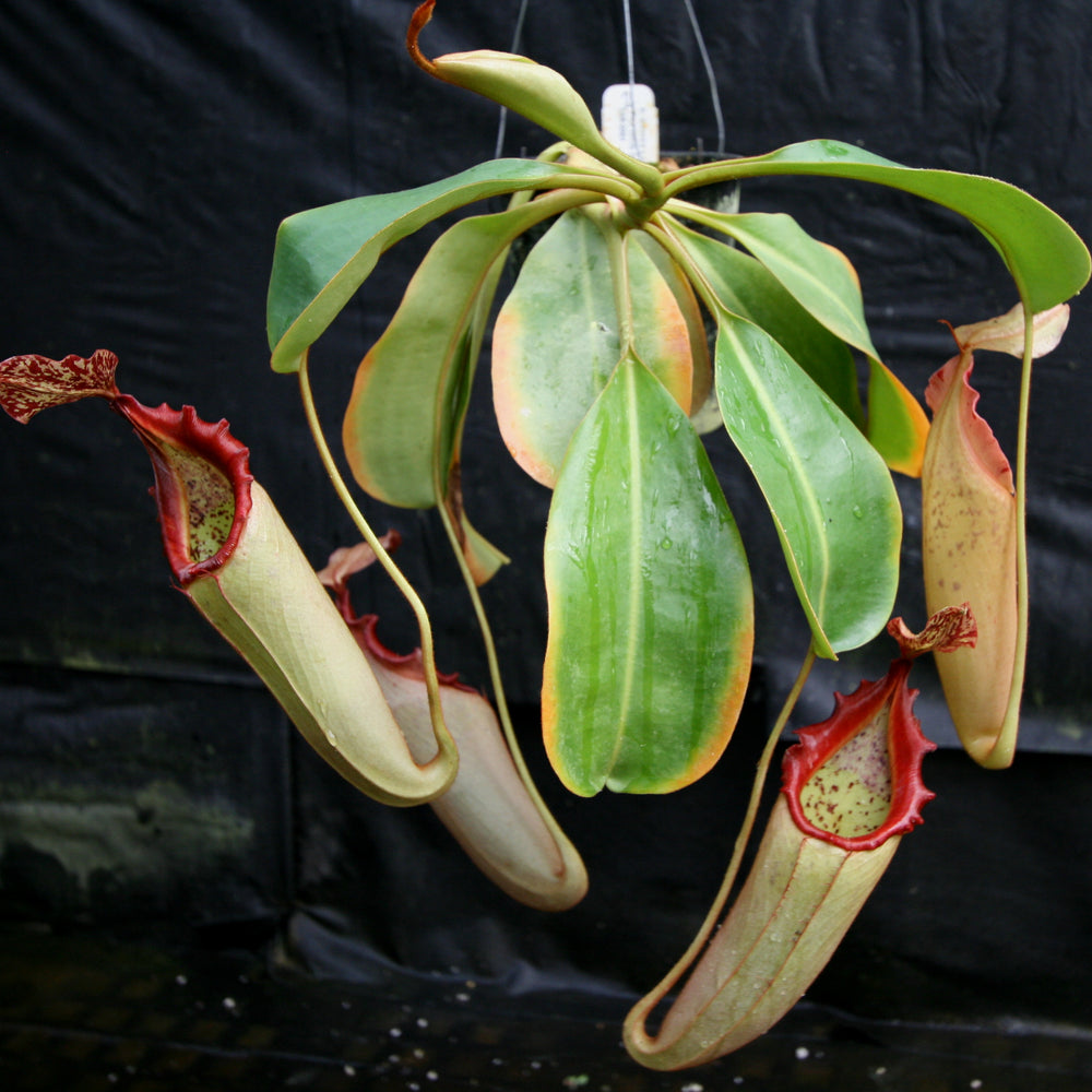
                      
                        Nepenthes (truncata x campanulata) x veitchii "Pink Candy Cane", CAR-0064
                      
                    