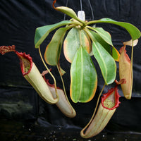 Nepenthes (truncata x campanulata) x veitchii "Pink Candy Cane", CAR-0064