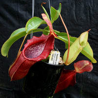 Nepenthes adrianii x [lowii x (northiana x veitchii)], CAR-0002
