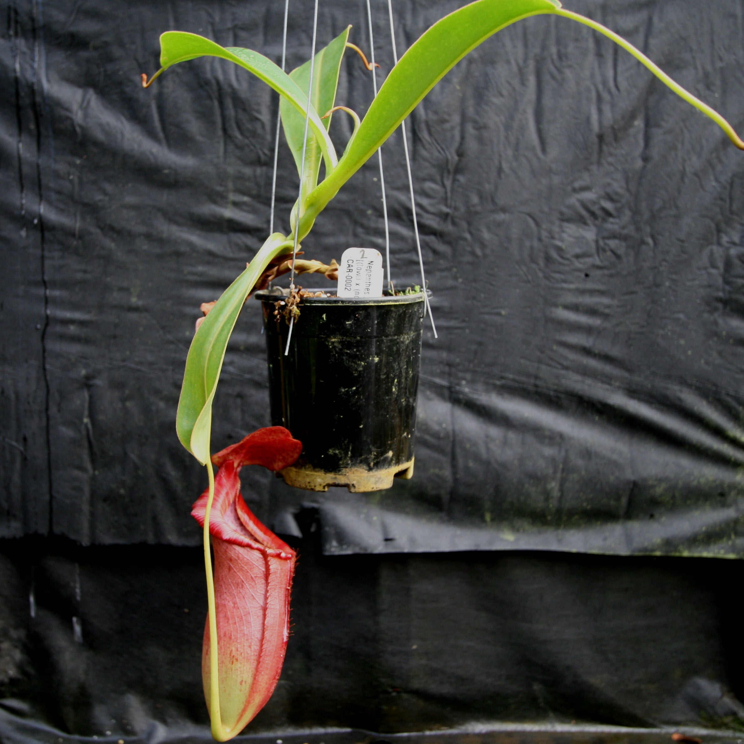 Nepenthes adrianii x [lowii x (northiana x veitchii)], CAR-0002