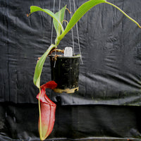 Nepenthes adrianii x [lowii x (northiana x veitchii)], CAR-0002