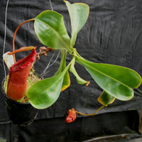 Nepenthes adrianii x [lowii x (northiana x veitchii)], CAR-0002