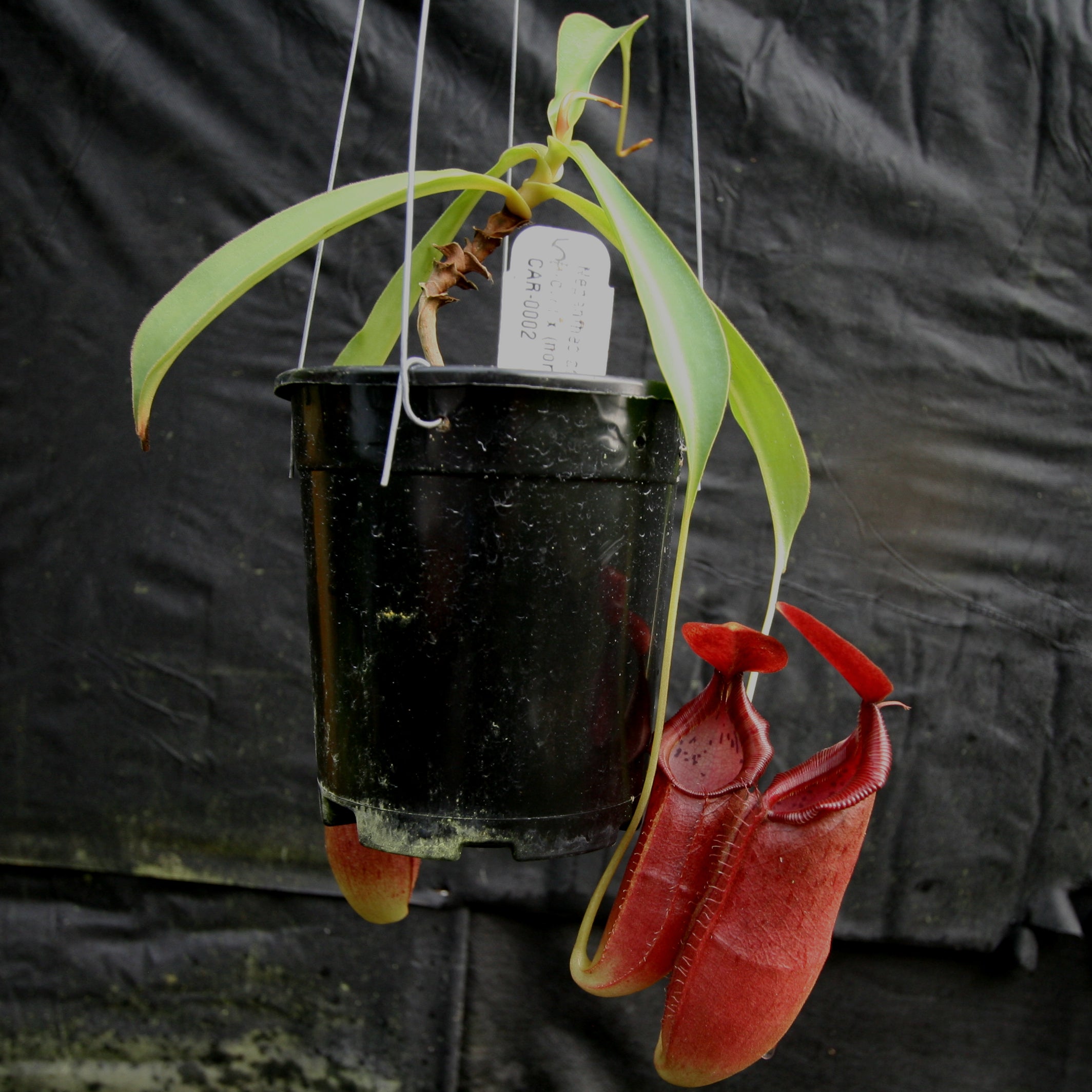 Nepenthes adrianii x [lowii x (northiana x veitchii)], CAR-0002