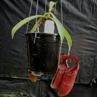 Nepenthes adrianii x [lowii x (northiana x veitchii)], CAR-0002