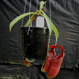 Nepenthes adrianii x [lowii x (northiana x veitchii)], CAR-0002