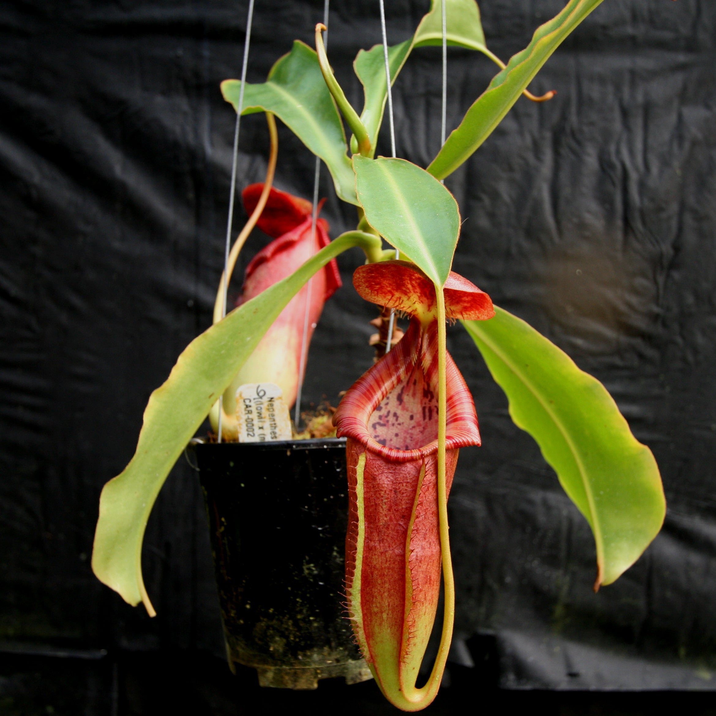 Nepenthes adrianii x [lowii x (northiana x veitchii)], CAR-0002