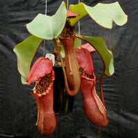 Nepenthes Song of Melancholy x clipeata, CAR-0112