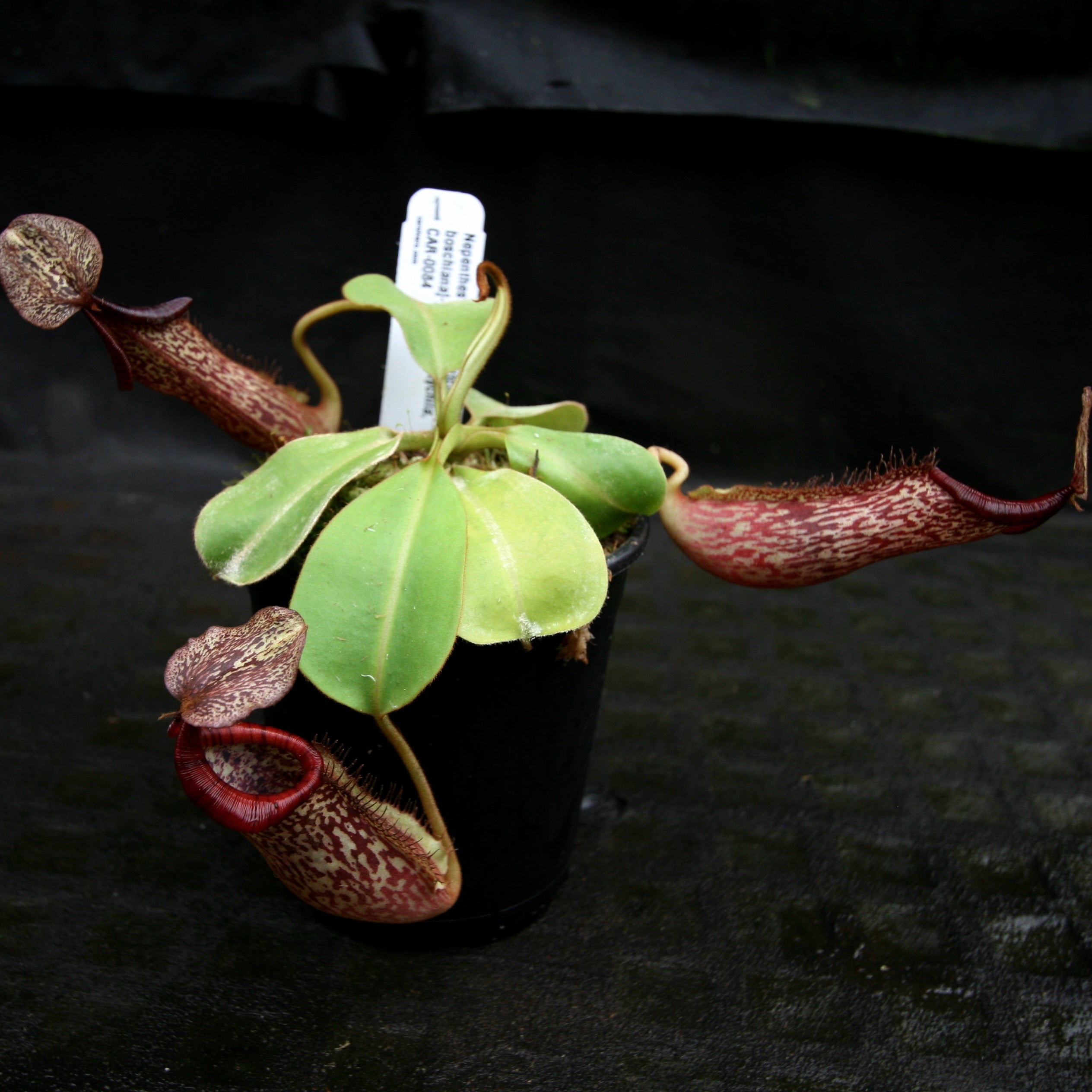 Nepenthes [(lowii x veitchii) x boschiana]-yellow x platychila