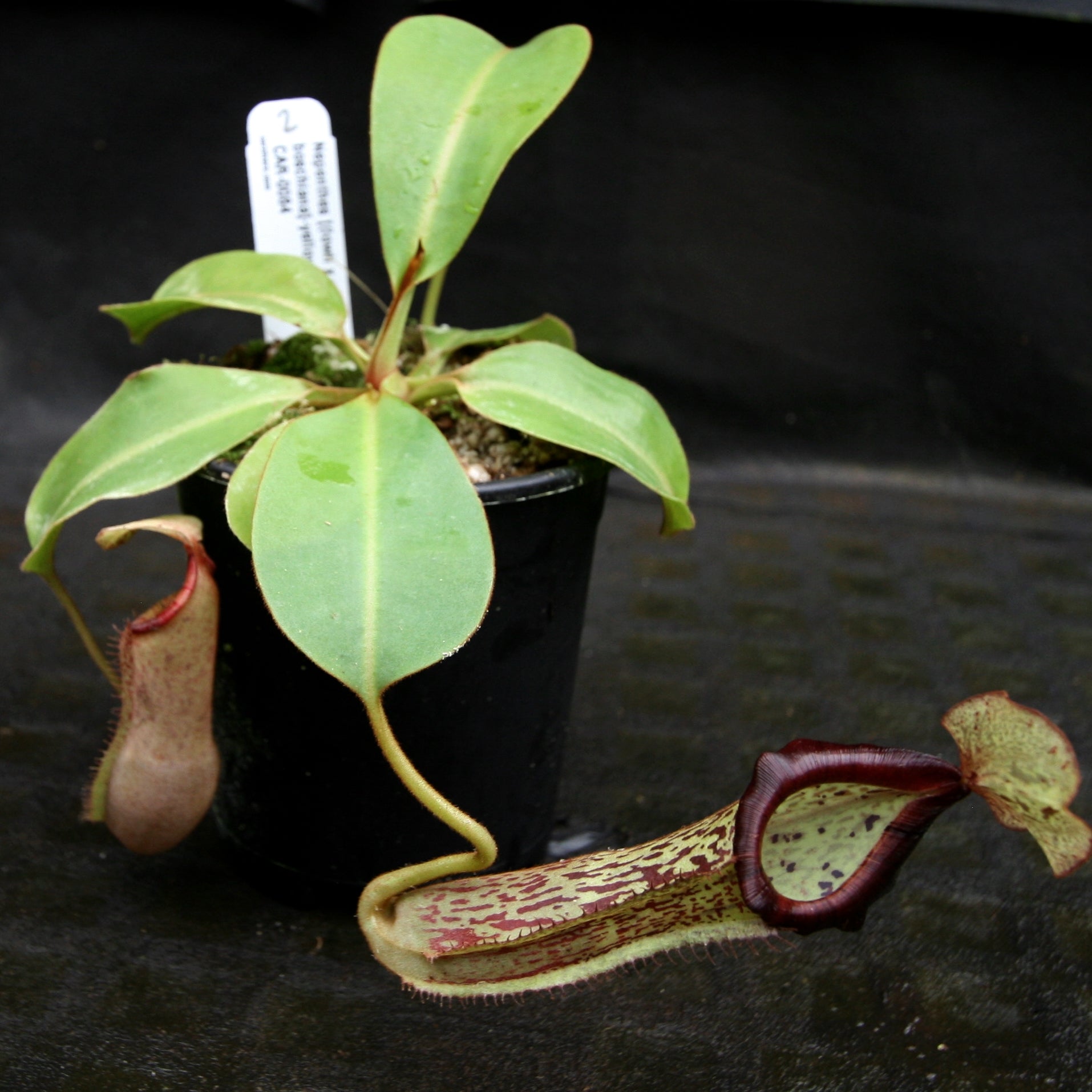 Nepenthes [(lowii x veitchii) x boschiana]-yellow x platychila