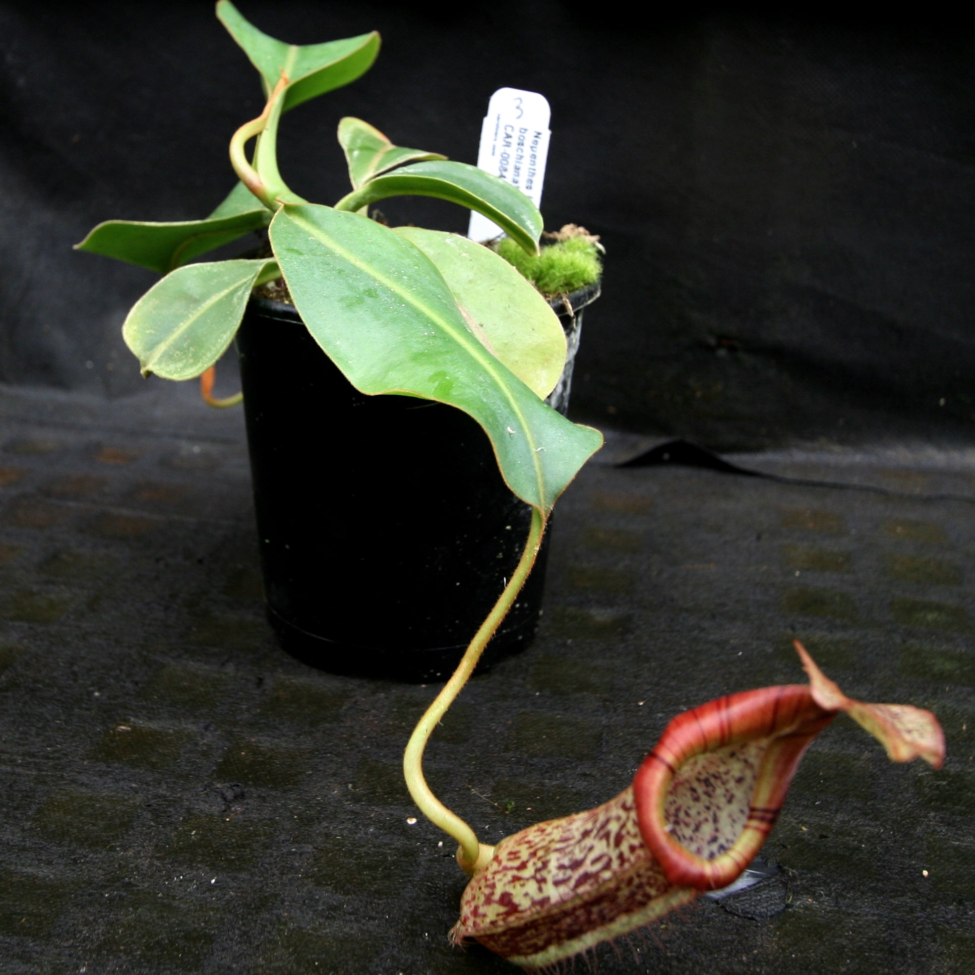 Nepenthes [(lowii x veitchii) x boschiana]-yellow x platychila