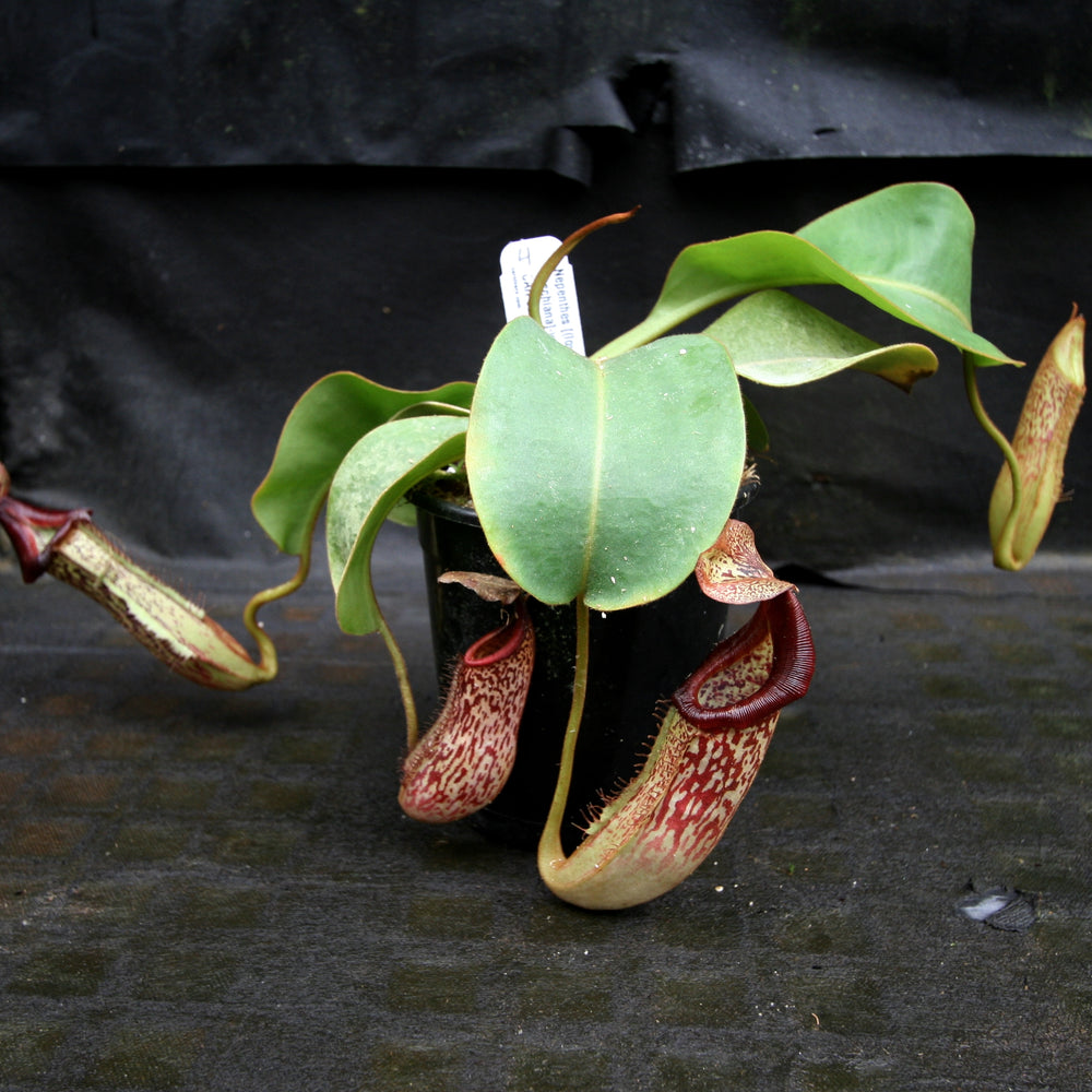 
                      
                        Nepenthes [(lowii x veitchii) x boschiana]-yellow x platychila, CAR-0084
                      
                    