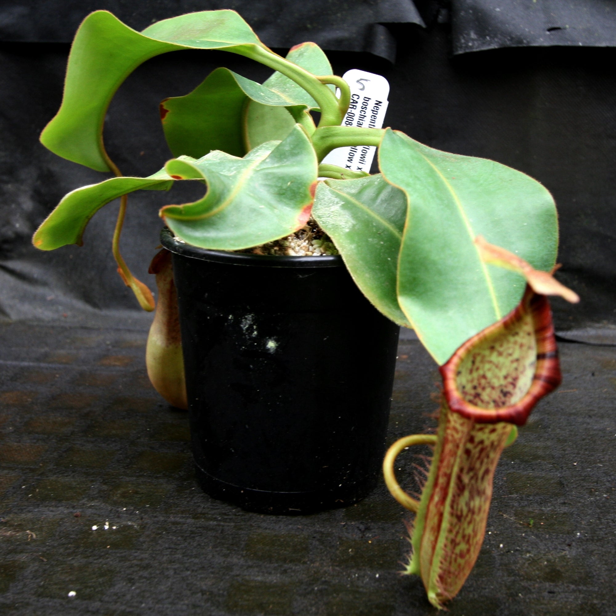 Nepenthes [(lowii x veitchii) x boschiana]-yellow x platychila