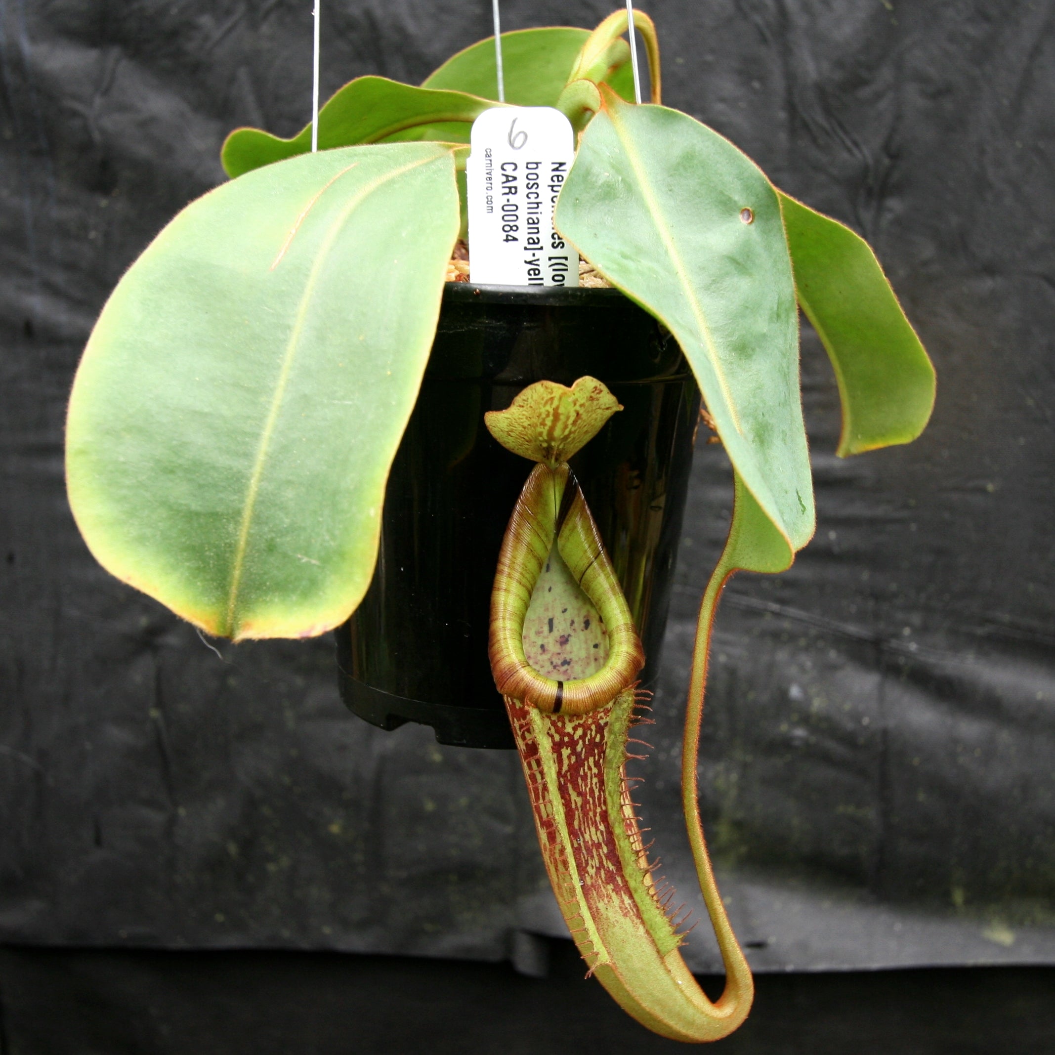 Nepenthes [(lowii x veitchii) x boschiana]-yellow x platychila