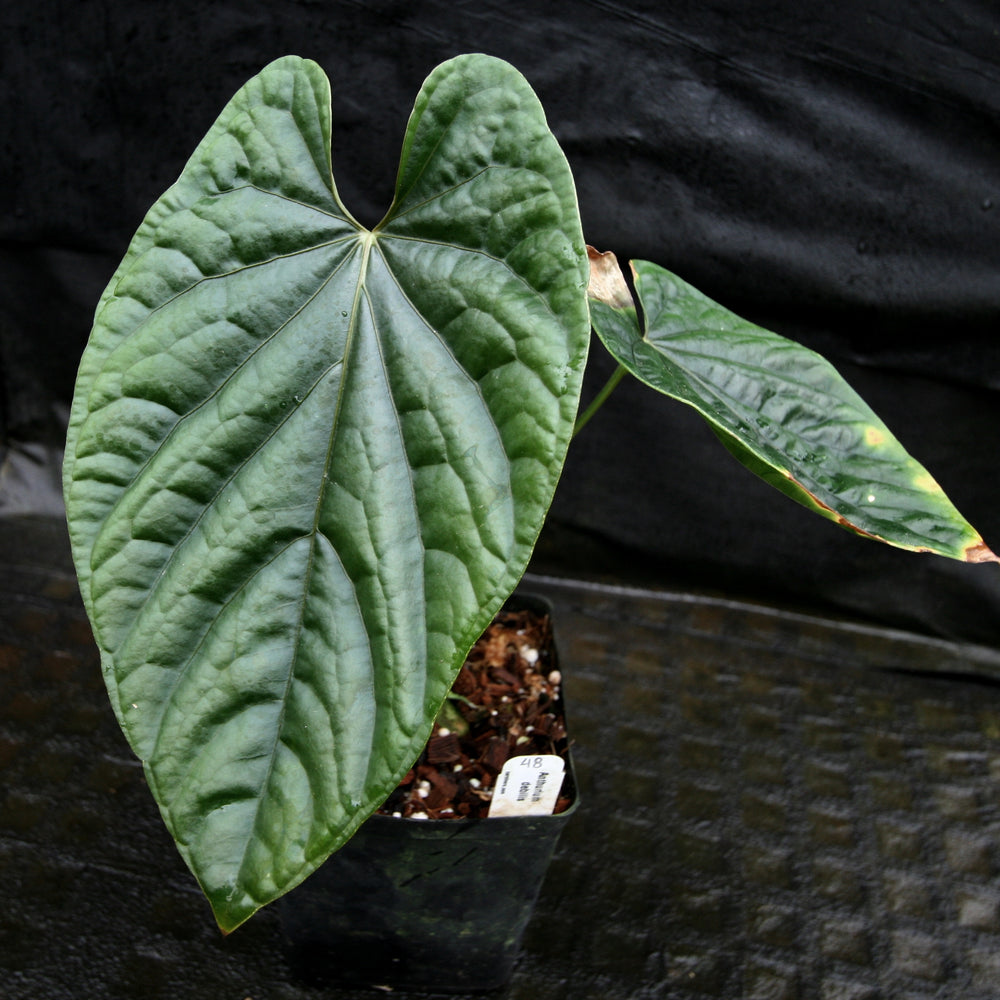 
                      
                        Anthurium debilis
                      
                    