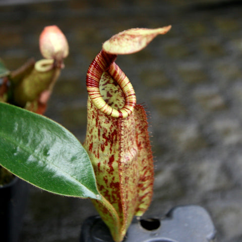 Close up of Nepenthes rafflesiana x mollis pitcher with pale green body speckled in red and a striped red peristome.