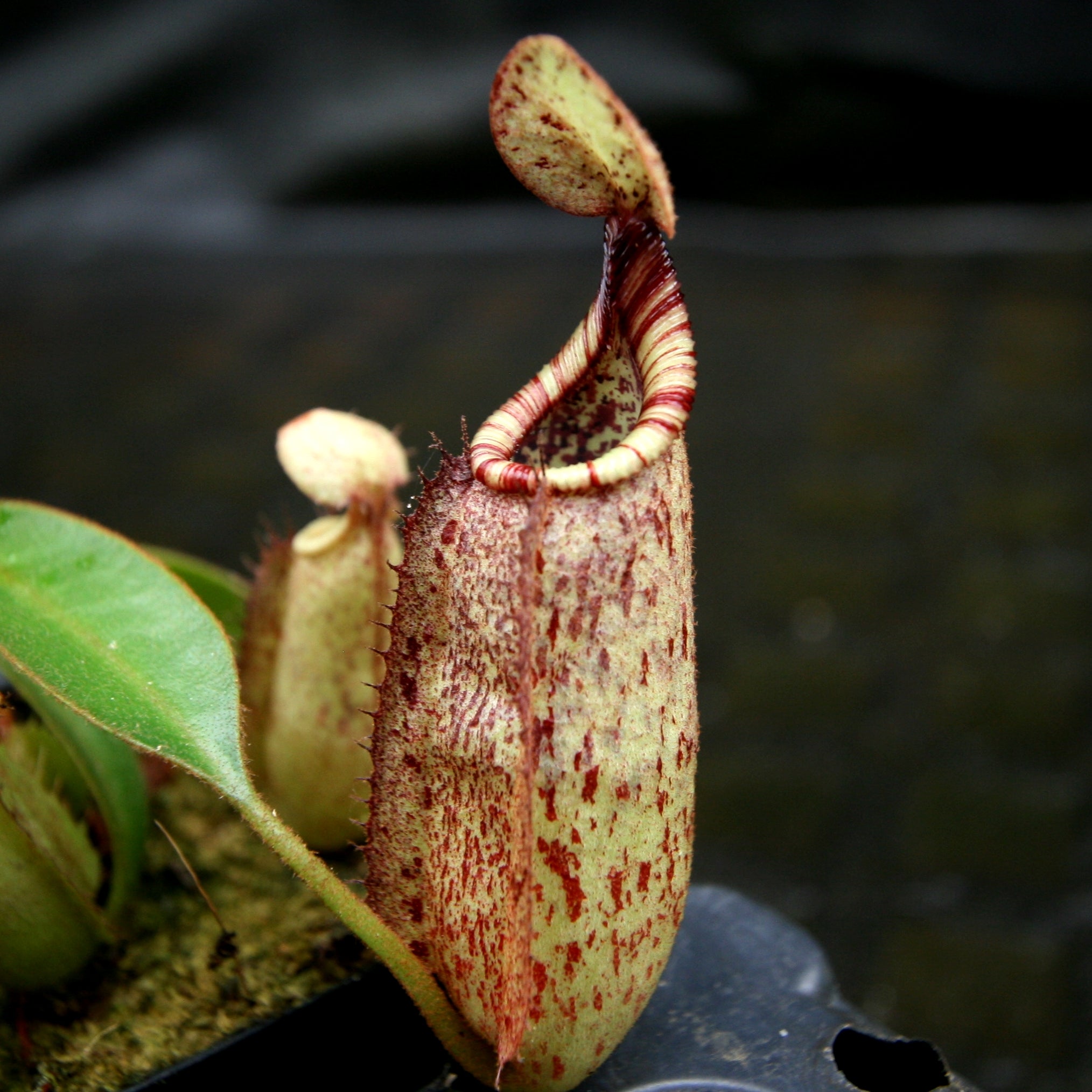 Nepenthes rafflesiana x mollis, CAR-0216 – Carnivero