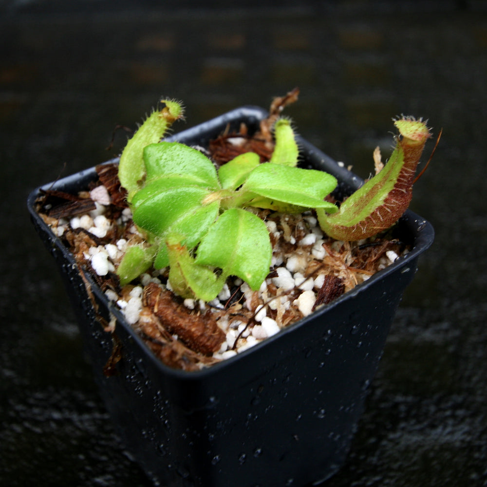 
                      
                        Nepenthes truncata (d) (f#1 x m#1), CAR-0261
                      
                    