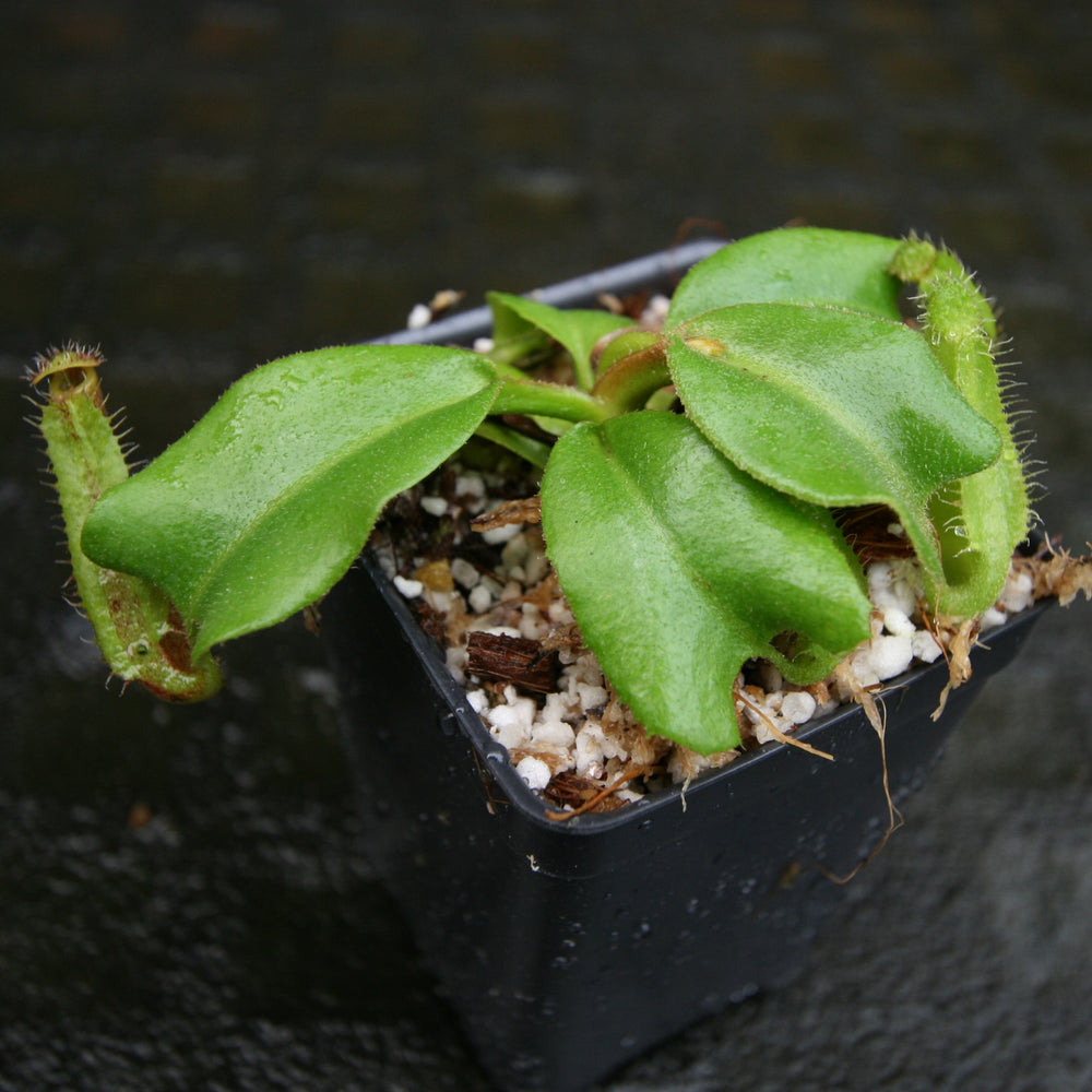
                      
                        Nepenthes truncata (d) (f#1 x m#1), CAR-0261
                      
                    