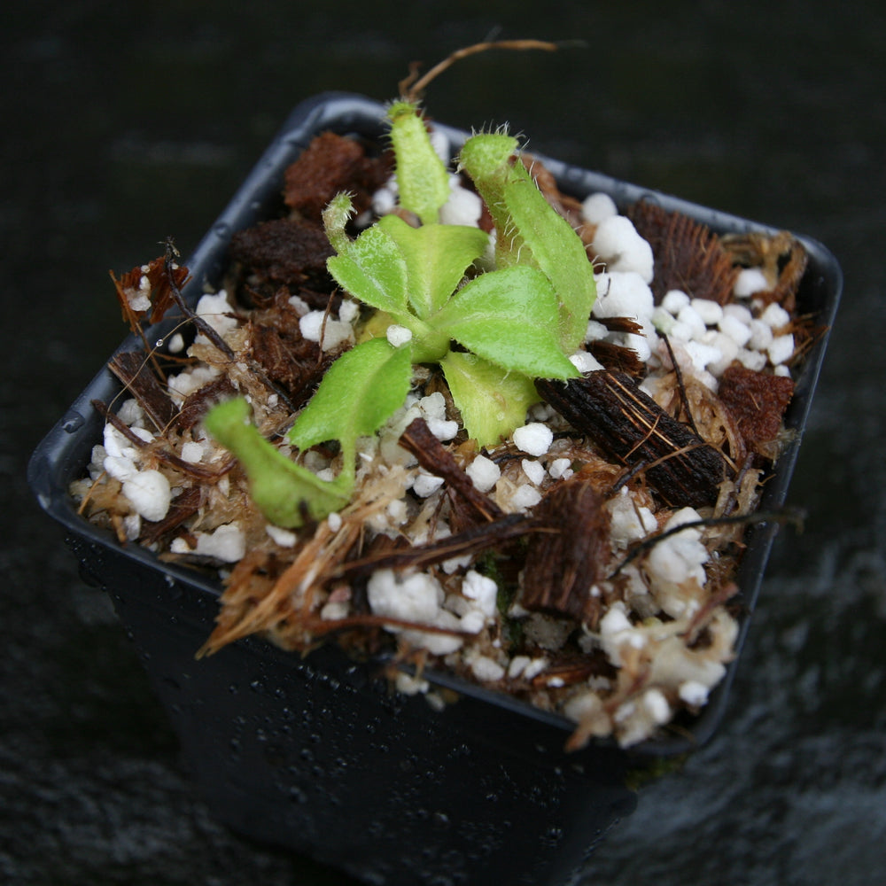 
                      
                        Nepenthes truncata (d) (f#1 x m#1), CAR-0261
                      
                    