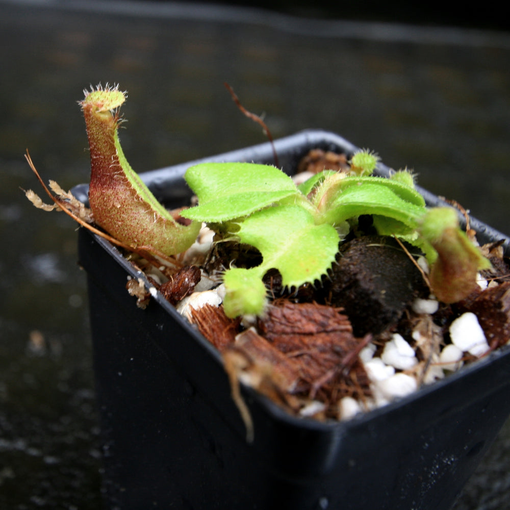 
                      
                        Nepenthes truncata (d) (f#1 x m#1), CAR-0261
                      
                    