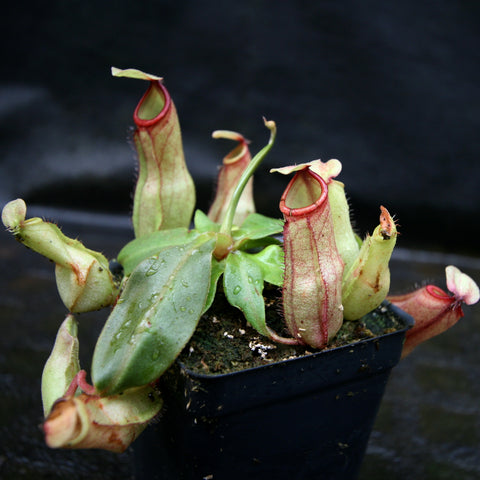 Nepenthes hybrid CAR-0262 with tall pale pitchers edged in red growing from a rosette of green leaves in a pot