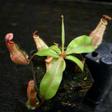 Nepenthes [(Viking x ampullaria) x northiana] x boschiana, CAR-0262