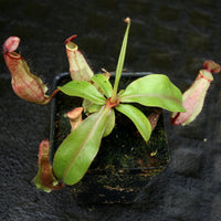 Nepenthes [(Viking x ampullaria) x northiana] x boschiana, CAR-0262