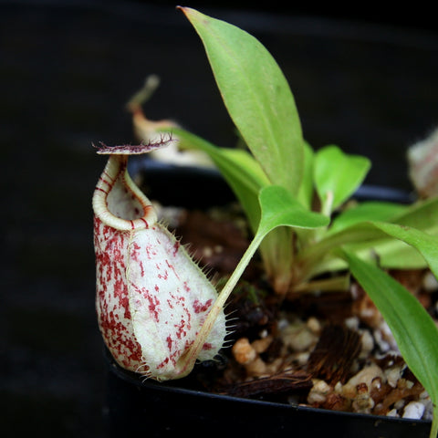 Nepenthes rafflesiana BE-4519 pitcher plant showing a tall cream pitcher with red speckles and a green leaf