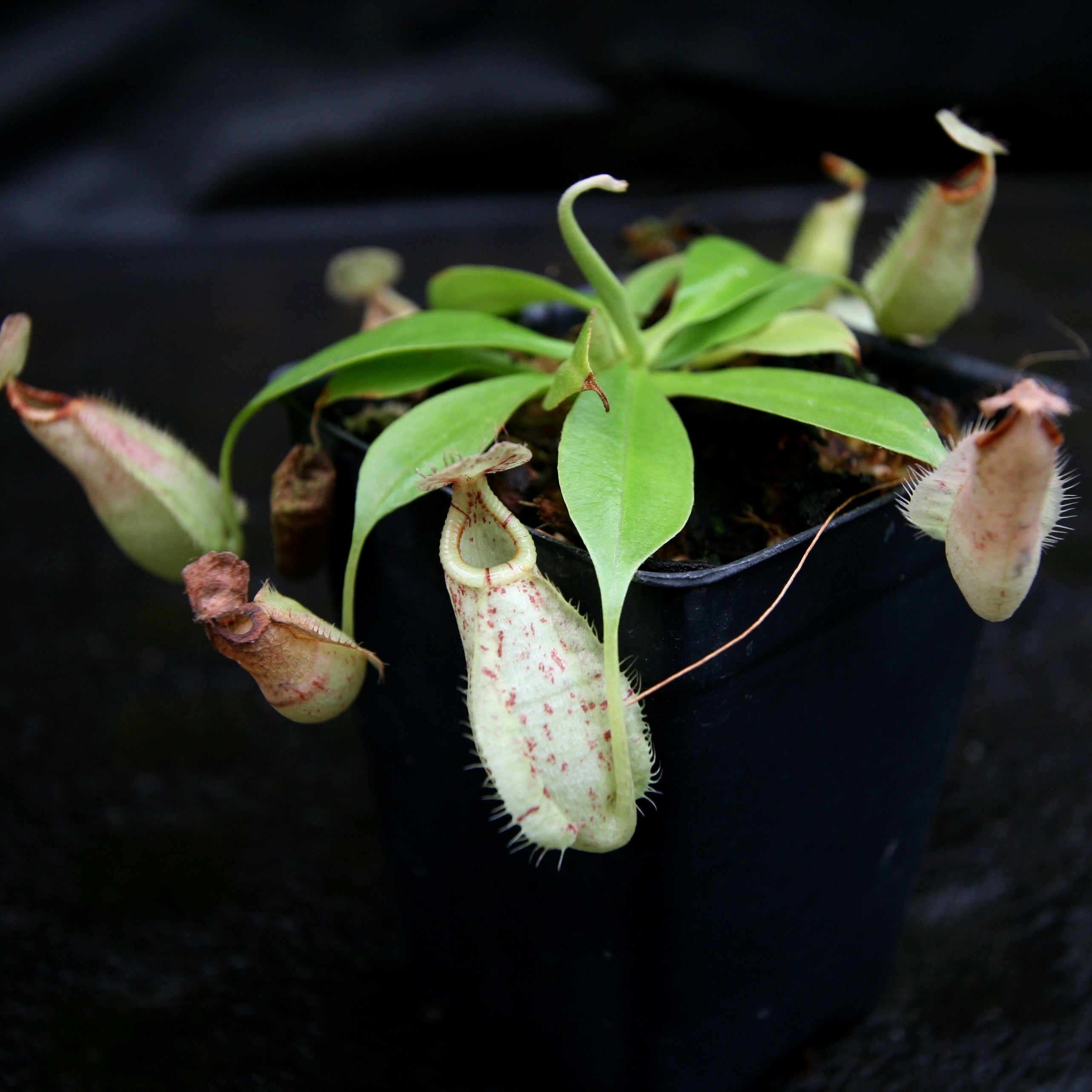 Nepenthes rafflesiana, BE-4519 – Carnivero