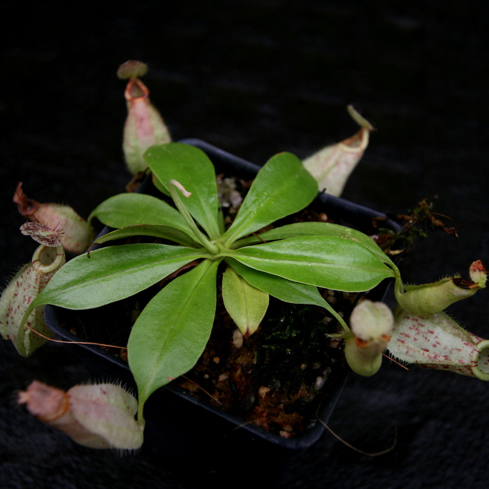 
                      
                        Nepenthes rafflesiana, BE-4519
                      
                    