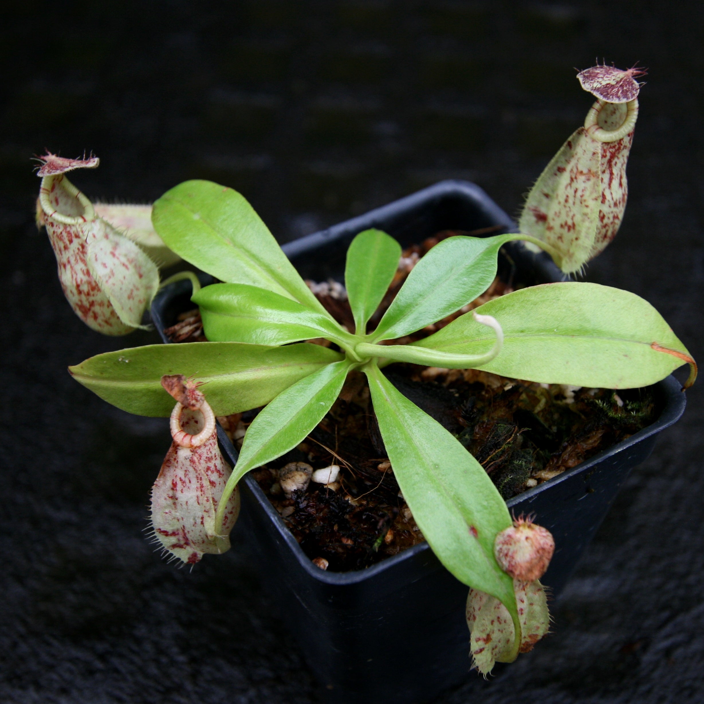 Nepenthes rafflesiana, BE-4519 – Carnivero